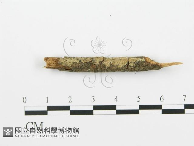 登錄號:F0017751藏品圖，第3張