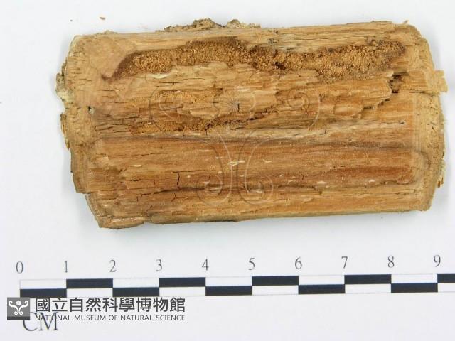 登錄號:F0005751藏品圖，第3張