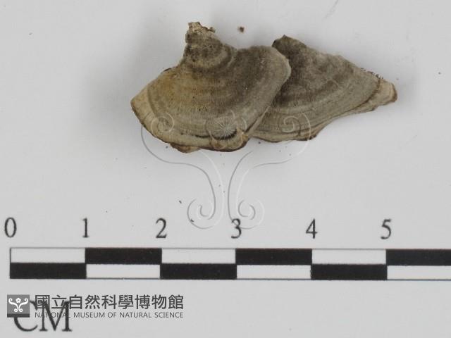 登錄號:F0015751藏品圖，第3張
