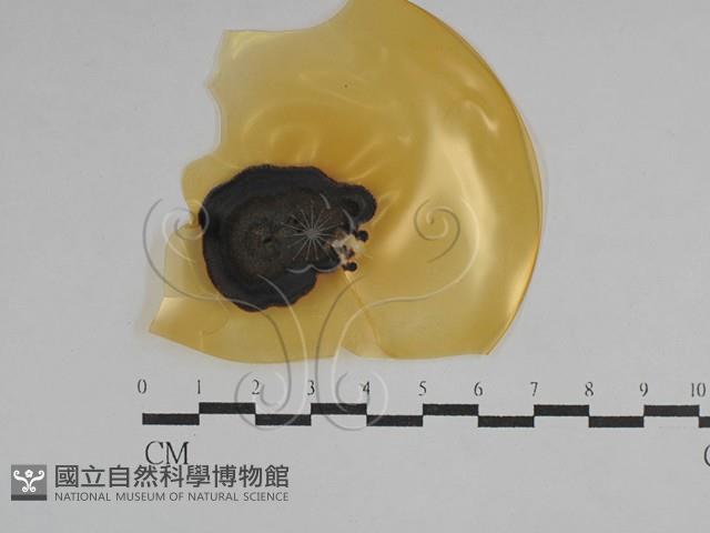 登錄號:F0029751藏品圖，第1張