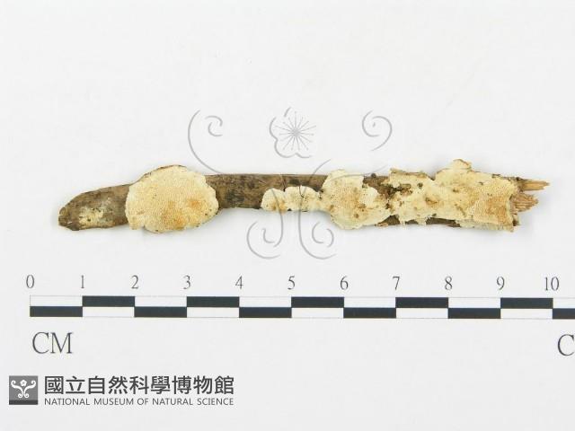 登錄號:F0019751藏品圖，第1張