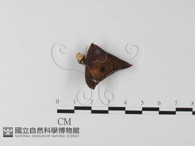 多孔菌屬藏品圖，第3張