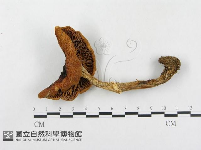 登錄號:F0003751藏品圖，第3張