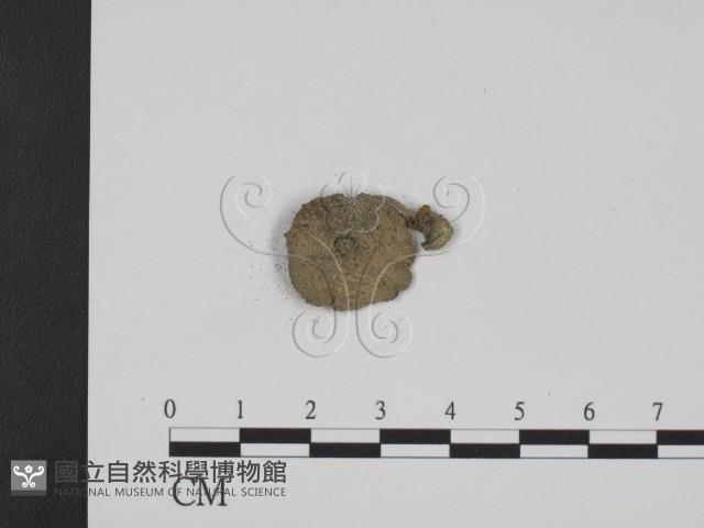 登錄號:F0008551藏品圖，第3張