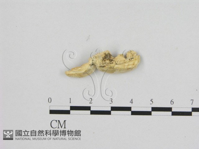 寡孔菌屬藏品圖，第3張