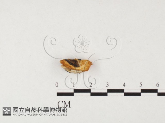骨皮菌屬藏品圖，第3張