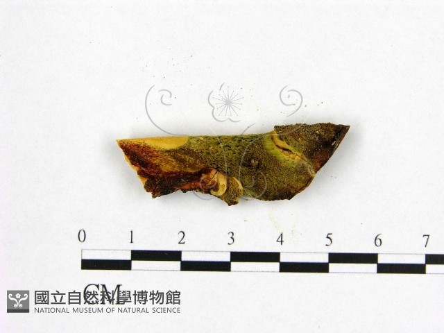 登錄號:F0006551藏品圖，第3張