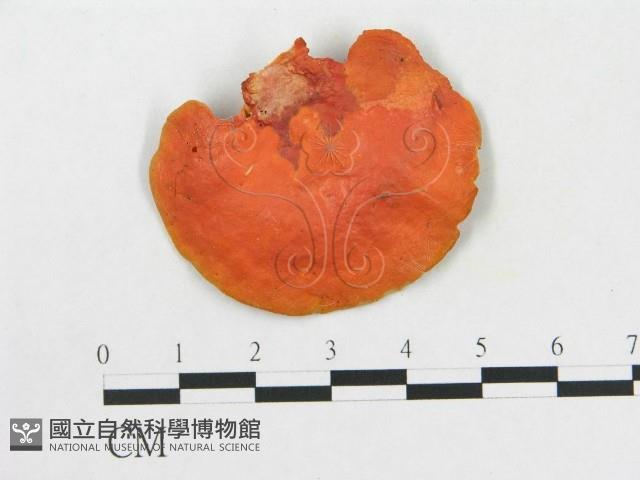 血紅密孔菌藏品圖，第3張