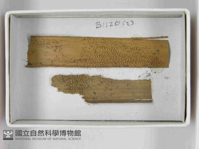 登錄號:F0021551藏品圖，第3張