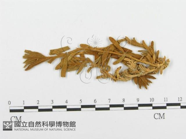 登錄號:F0011551藏品圖，第1張
