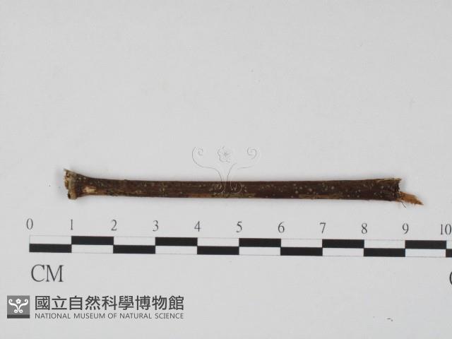 登錄號:F0004551藏品圖，第3張