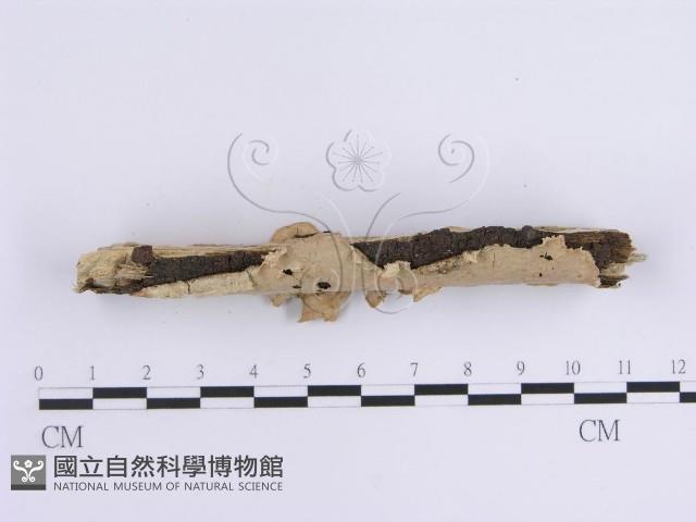 韌革菌屬藏品圖，第3張