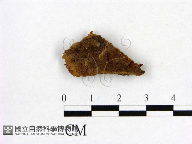 登錄號:F0017551藏品圖，第1張