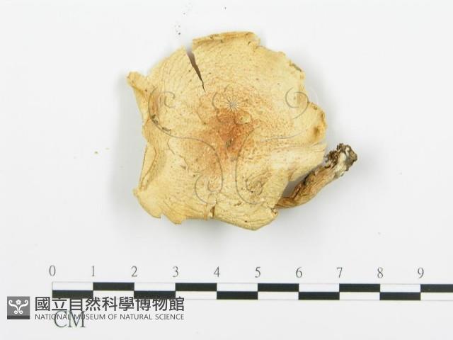 登錄號:F0005551藏品圖，第3張