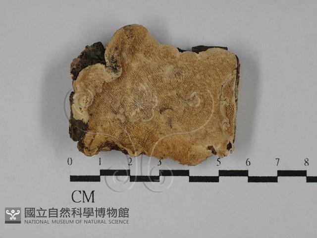 登錄號:F0029551藏品圖，第3張
