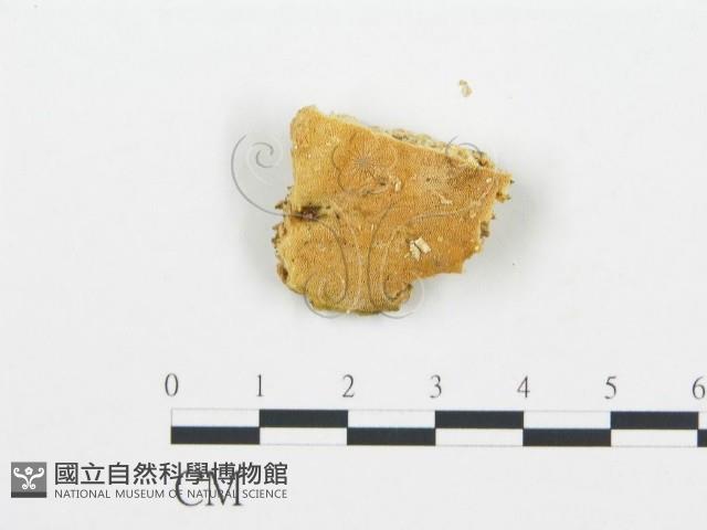 登錄號:F0009551藏品圖，第3張