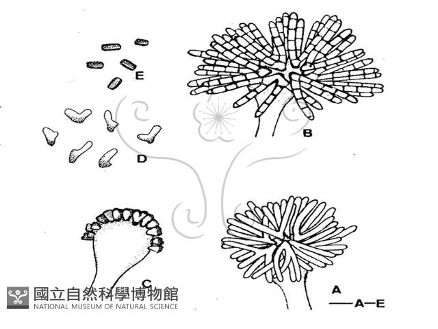 登錄號:F0019551藏品圖，第3張