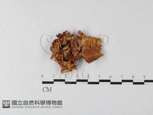 登錄號:F0008151藏品圖，第3張