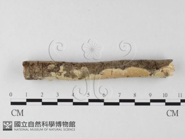 登錄號:F0020151藏品圖，第3張