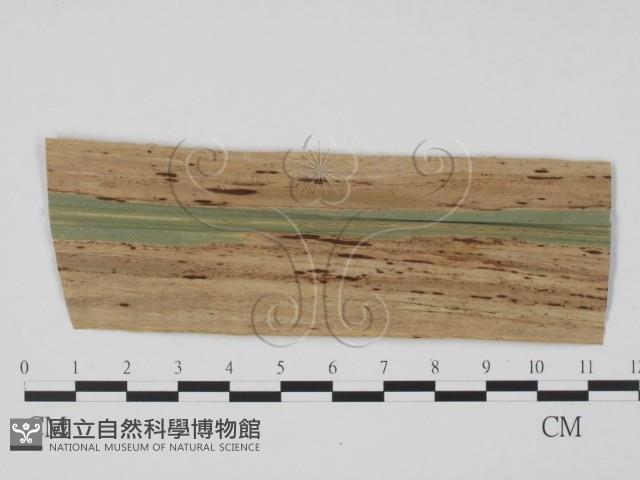 登錄號:F0010151藏品圖，第3張