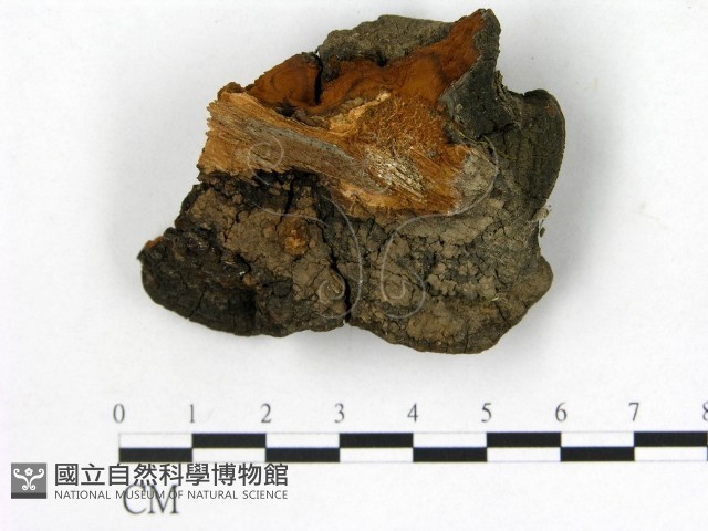 登錄號:F0006151藏品圖，第3張