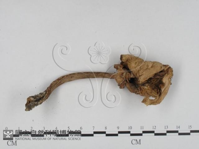 登錄號:F0016151藏品圖，第3張