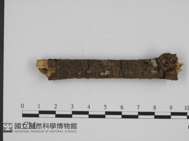 登錄號:F0004151藏品圖，第3張