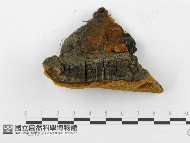 登錄號:F0014151藏品圖，第3張