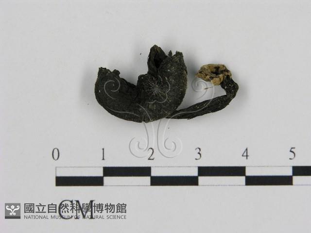 登錄號:F0002151藏品圖，第3張