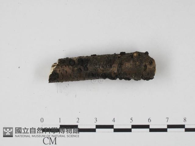 炭角菌屬藏品圖，第3張