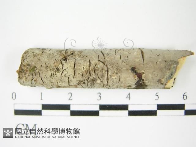 登錄號:F0009151藏品圖，第3張
