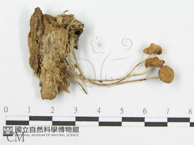 登錄號:F0019151藏品圖，第3張
