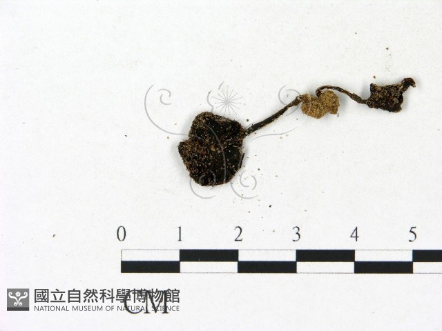 登錄號:F0023151藏品圖，第3張