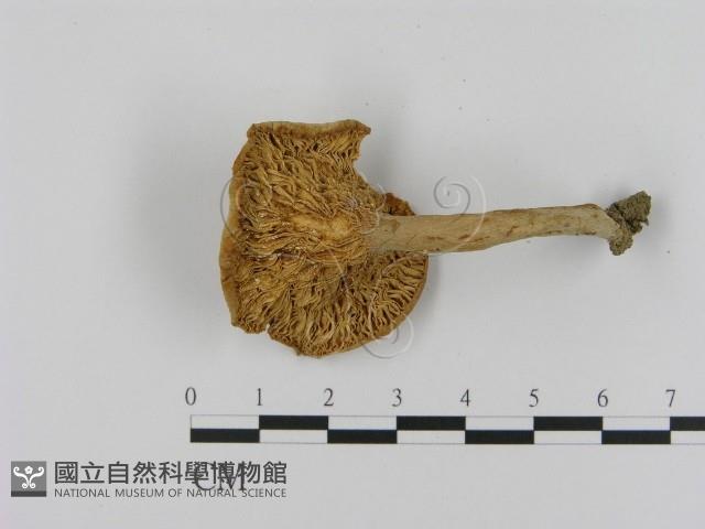 乳菇屬藏品圖，第3張