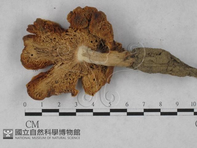 登錄號:F0028051藏品圖，第3張