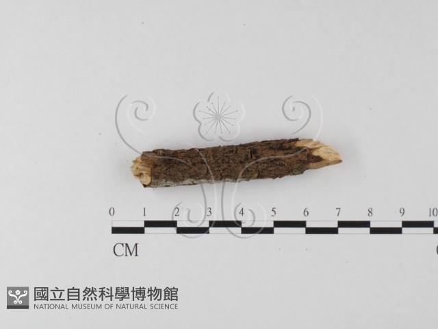 登錄號:F0020051藏品圖，第3張
