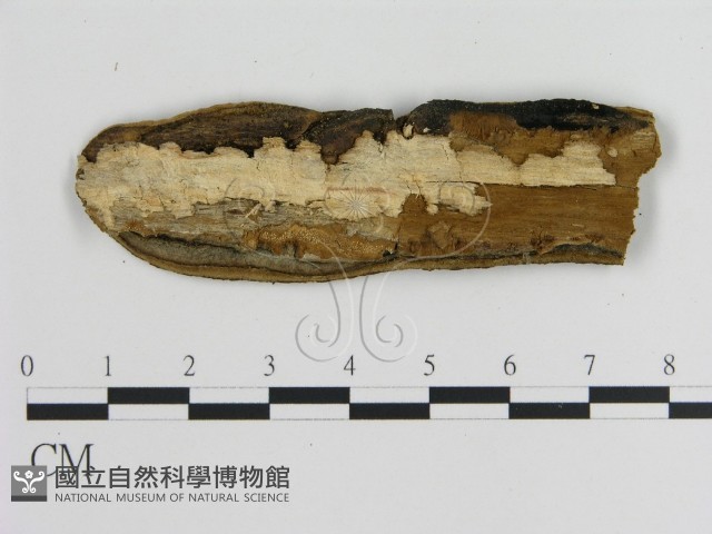 蜂窩菌屬藏品圖，第3張