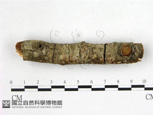 登錄號:F0001051藏品圖，第3張
