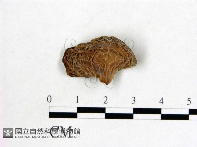 皺木耳藏品圖，第3張