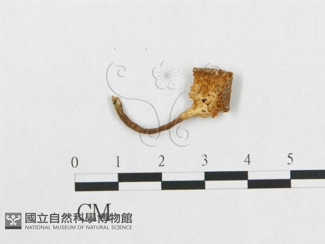 登錄號:F0002051藏品圖，第3張