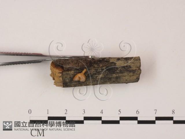 登錄號:F0012051藏品圖，第3張