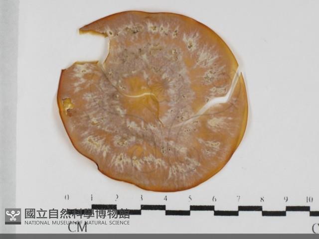 登錄號:F0032051藏品圖，第1張