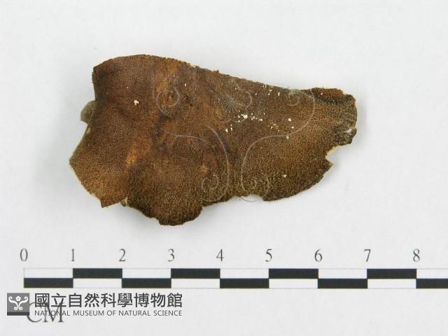 登錄號:F0007051藏品圖，第3張