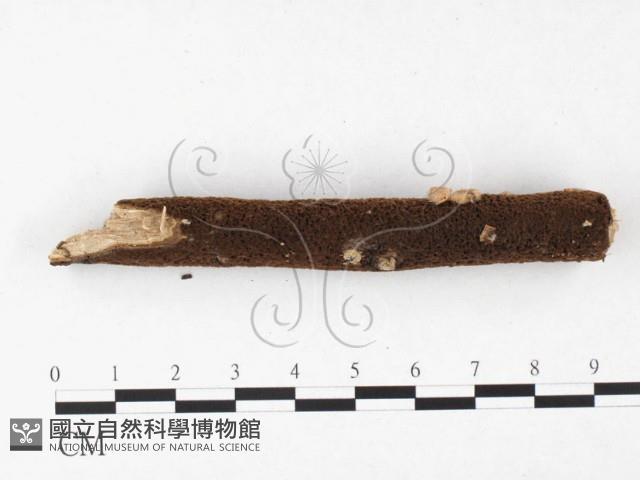 登錄號:F0015051藏品圖，第3張