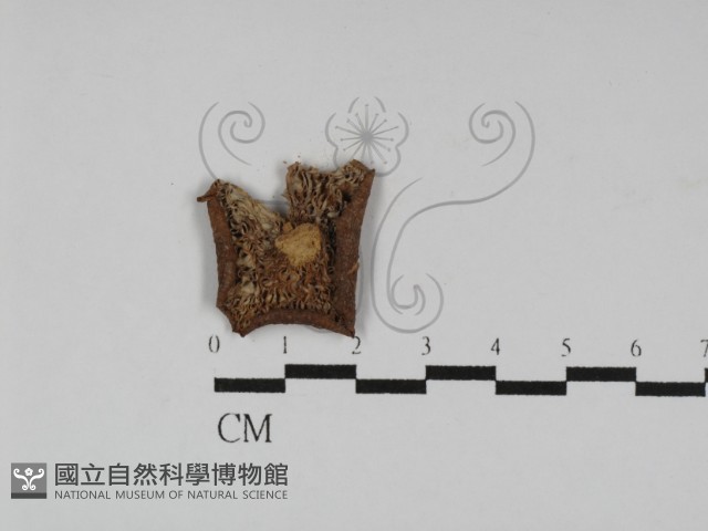登錄號:F0003051藏品圖，第3張