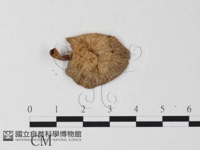登錄號:F0013051藏品圖，第3張