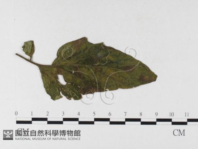 登錄號:F0026351藏品圖，第1張