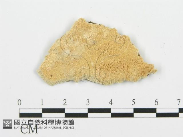 登錄號:F0006351藏品圖，第3張