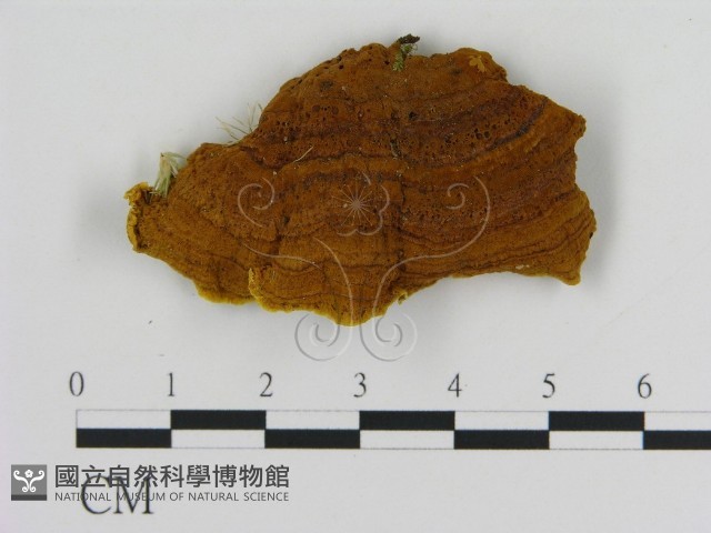 登錄號:F0016351藏品圖，第3張