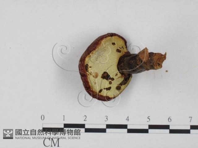 登錄號:F0021351藏品圖，第3張